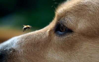 L’apiveterinaria come medicina alternativa